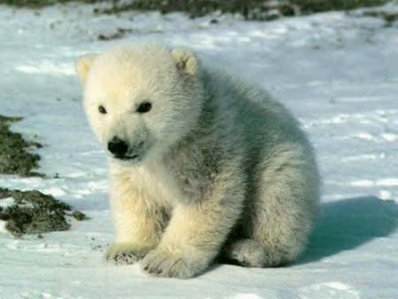 bébé ours