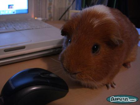 hamster